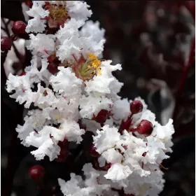 Lagerstroemia Bijeli Dijamant Čista Bijela 30-50cm C2