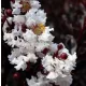 Lagerstroemia Bijeli Dijamant Čista Bijela 30-50cm C2