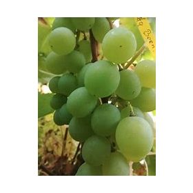  Loza BIJELA BEZ KAMICA 170-185 cm