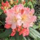 Rododendron Percy Wieseman losos