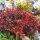 Berberis Thunbergii Red Compact