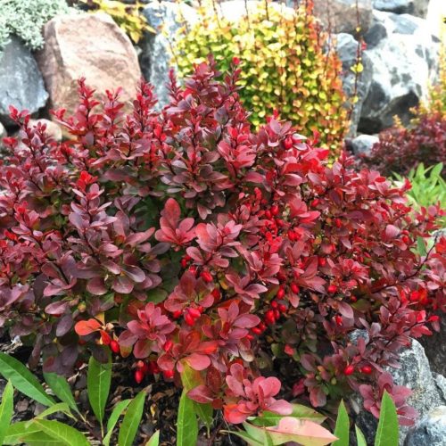 Berberis Thunbergii Red Compact