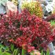 Berberis Thunbergii Red Compact
