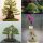  ZBIRKA SJEMENA BONSAI br. 8 Set od 4 pakiranja