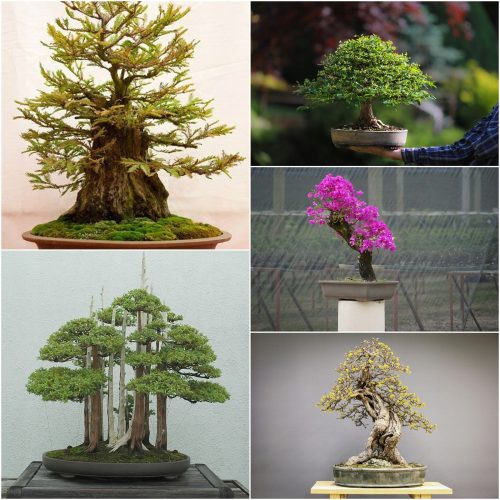  ZBIRKA SJEMENA BONSAI br. 8 Set od 4 pakiranja