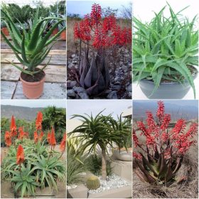  ZBIRKA SJEMENA ALOJE Set od 3 pakiranja