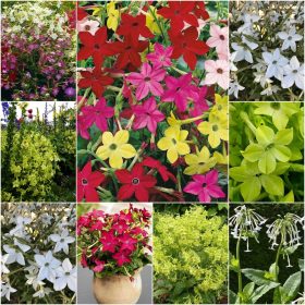  ZBIRKA SJEMENA UKRASNOG DUHANA Set od 4 pakiranja