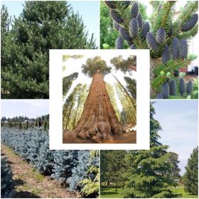  Set KOLEKCIJA SJEMENA ČETINJAČA 5 pak