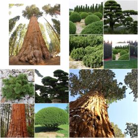  Set KOLEKCIJA SJEMENA ČETINJAČA 4 pak