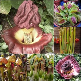  Set ZBIRKA SJEMENA INSEKTIVNOG BILJA 5 pak.