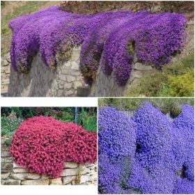  CASCADE COLLECTION ARGUMENT SEEDS set, 3 boje