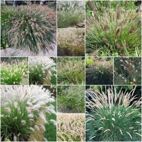  Ukrasne trave SPLENICA Seeds collection 4 pak.