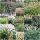  Ukrasne trave SPLENICA Seeds collection 4 pak.