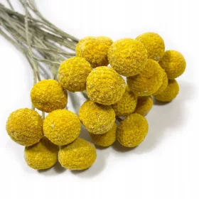   Sušeni buket kraspedije s velikim kuglicama - žuti/naturalni buket 60 cm