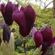 Magnolija Nigra, visoka biljka otporna na mraz, 150 cm
