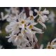 Forsythia bijela Abeliophyllum Korean sadnice P9