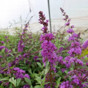 Budleja Dawida 'Border Beauty' (Sadnica)