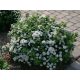 Tawuła brzozolistna Spirea betulifolia u posudi od 1-2l, dužine 5-20 cm
