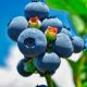  Sadnice borovnice i Vaccinium borovnice u posudi 1-2l, 15-40 cm