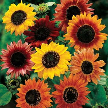  Ukrasne sjemenke suncokreta (Helianthus Annuus) MJEŠAVINA SORTI I BOJA 1000 g
