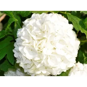 Najbolje sadnice kaline u posudi od 1-2l, visine 60-80 cm