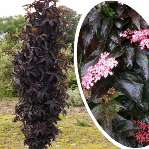 Crni toranj bazge Eifel Sambucus velika P9