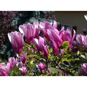 Magnolija Susan u posudi od 1-2 litre, 5-20 cm
