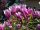 Magnolija Susan u posudi od 1-2 litre, 5-20 cm
