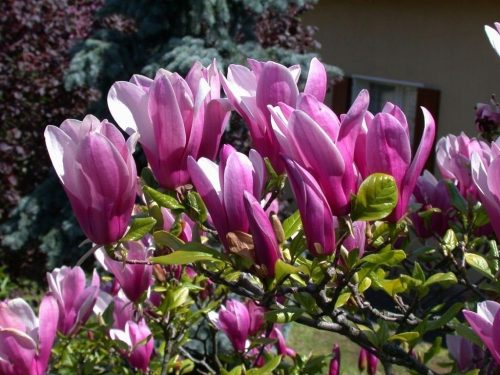 Magnolija Susan u posudi od 1-2 litre, 5-20 cm