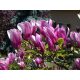 Magnolija Susan u posudi od 1-2 litre, 5-20 cm