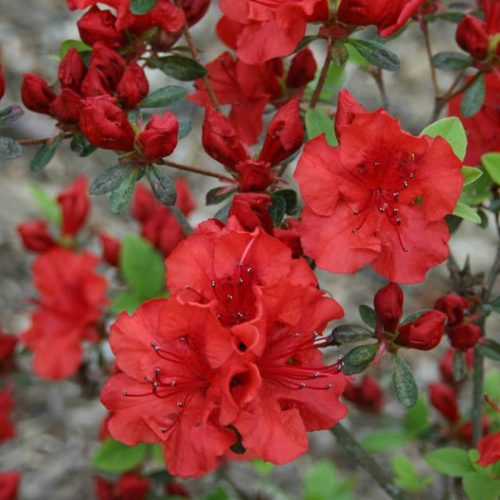 Azalea japońska Maruschka czerwona sadnica