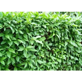 Sadnica ligustruma s golim korijenom, 60-80 cm