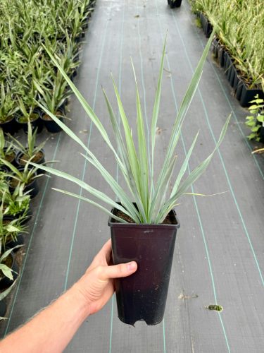 Yucca Rigida Juka otporna na mraz 30-40 cm