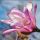 Magnolija Leonard Messel 2L