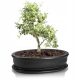  Polnix posuda za cvijeće 25 cm x 18 x 6 cm promjer 18 cm keramika grafit
