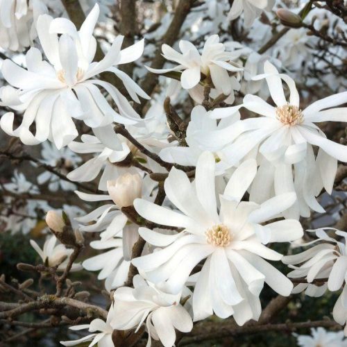 Magnolija stellata ROYAL STAR sadnice u posudi 0,5-1l 10-20 cm