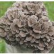  MAITAKE micelij gotov supstrat 3 kg