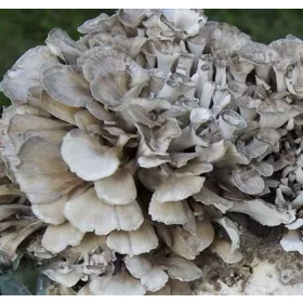 Gljive za uzgoj - MAITAKE micelij gotov supstrat 3 kg