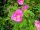 Ruža divlja Rosa Med Rugosa 30-60 cm