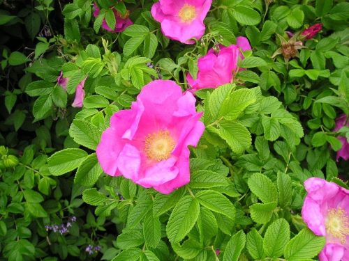 Ruža divlja Rosa Med Rugosa 30-60 cm