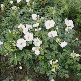   Ruža Bijela Rosa Rugosa Honey Alba 30-40 cm - Kvalitetna sadnica ruže za vaš vrt