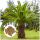 Royalna Palma Phoenix Canariensis - Daktylowiec Kanaryjski x 10 sjemenki