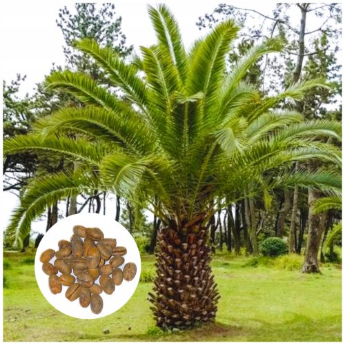 Royalna Palma Phoenix Canariensis - Daktylowiec Kanaryjski x 10 sjemenki