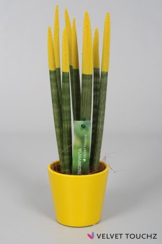 Sansevieria Velvet Touchz Žuta + Loki za cvijeće 33 cm