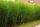 Kineski Miscanthus Gracillimus XXL velike sadnice