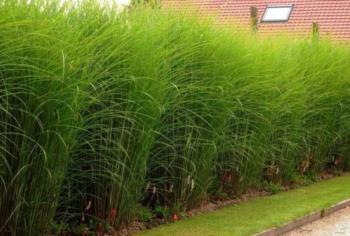 Kineski Miscanthus Gracillimus XXL velike sadnice