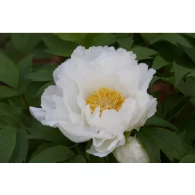 Drveni grm bijelog božura Paeonia suffruticosa bijeli P14