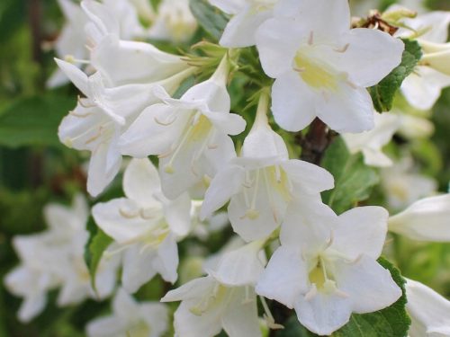 Bijela krzewska 'Candida' u posudi od 2-3 litre, visine 40-60 cm