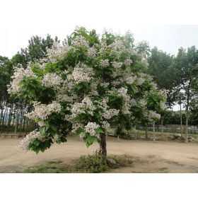 Katalpa Surmia Storczykowiec