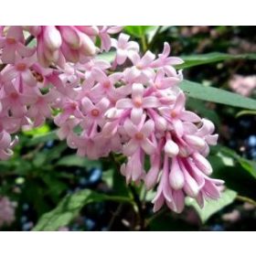 Ljubičasti jorgovan Syringa vulgaris